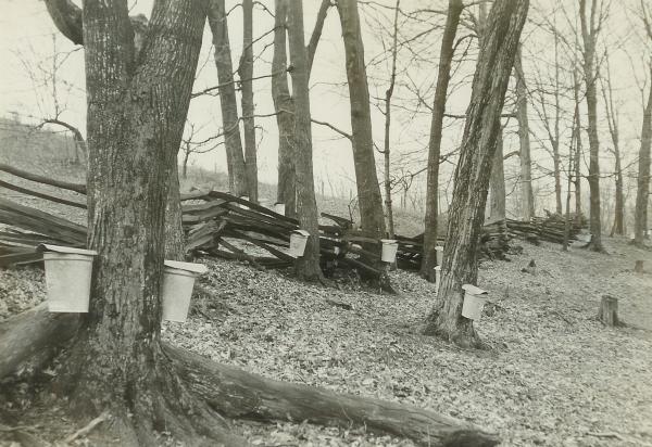 Black and white image of white maple syrup buckets hanging on the trees.