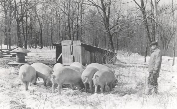 Chester White Pig farm: farmer and pigs