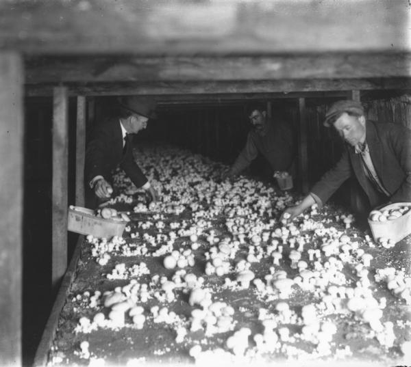 Two men picking mushrooms in E. H. Jacobs Co. Lower Plant , 12/31/1933