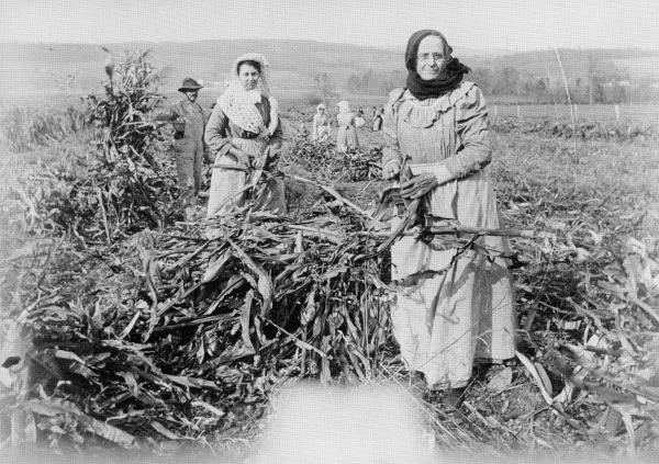 Women working in corn harvest  