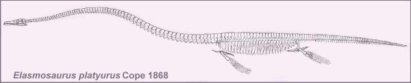 Photograph of the type specimen of Elasmosaurus platyurus  