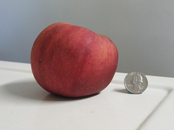 Color image of an apple