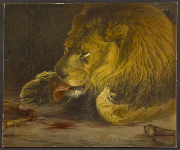 Oil on canvas of a large, golden colored Lion, licking his paw. The bone remains of his dinner lie on the floor in front of him.