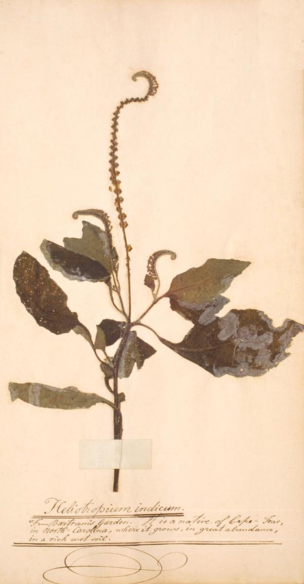 Image of plant
Heliotropium indicum
