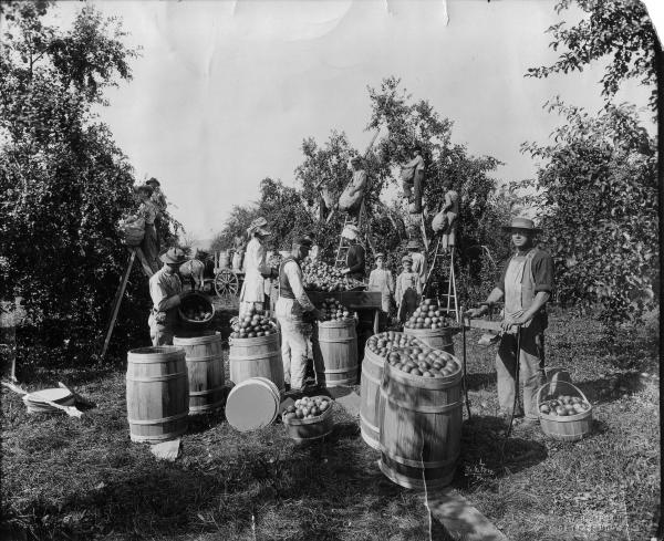 Apple pickers: men, women, and children in the field, with apples in barrels.