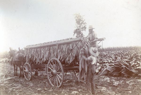 Black and white image of farmers and tobacco 