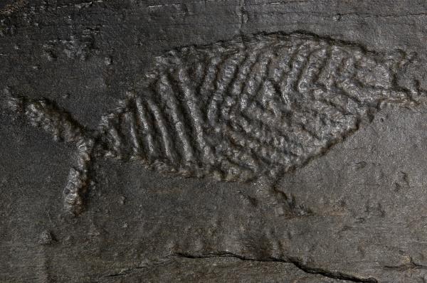 Fish petroglyph carving.