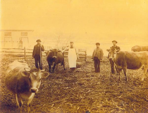 Image of four workers and three cows at a dairy farm at Robesonia Iron Company.