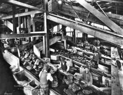 Anthracite was cleaned and separated into various sizes for market at 'picking tables' like this one at a coal breaker in Luzerne County.