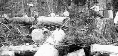 Hemlock trees were stripped for their bark, which at the time was the primary source for tannin, used in leather processing. Shown here, a group of loggers stripping bark from a downed tree.