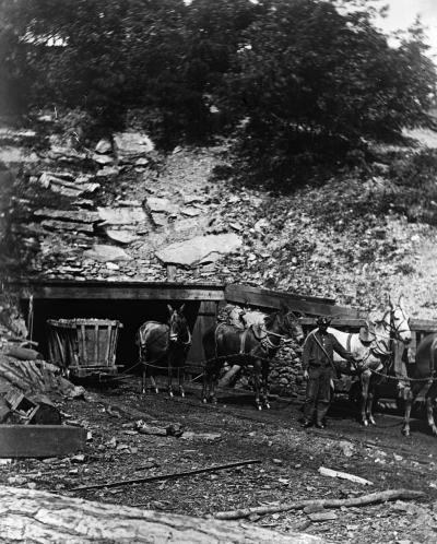 Man Holding Mules at Coal Mine Entrance.