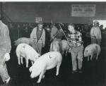 Black and white image of 4-H members at the Farm Show with Chester White pigs.