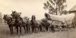Conestoga Wagon with horse team and farmer