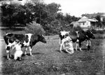 Black and white image of girls milking two cows   
