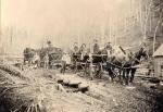 Workers sit atop and stand beside horse drawn wagons loaded with bark.'
