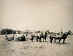 Hay mowing (four horses and boy on front horse) 