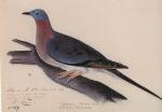 John Audubon's painting of the passenger Pigeon.  