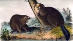 Colored illustration of the American beaver by John James Audubon, first published in 1854. 