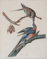 Egraving of a pair of passenger pigeons painted by John James Audubon in Pennsylvania in 1824. 