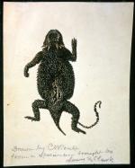 Sketch of Lewis and Clark specimen Horned Lizard.