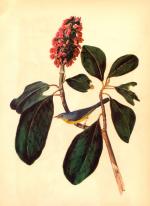 Painting of a warbler bird on a magnolia branch.