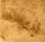 Shown in this faded carte-de-visite is Sallie, the mascot of the 11th Pennsylvania Volunteer Infantry.  