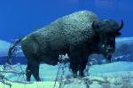 Buffalo featured in Pennsylvania State Museum exhibit gallery.